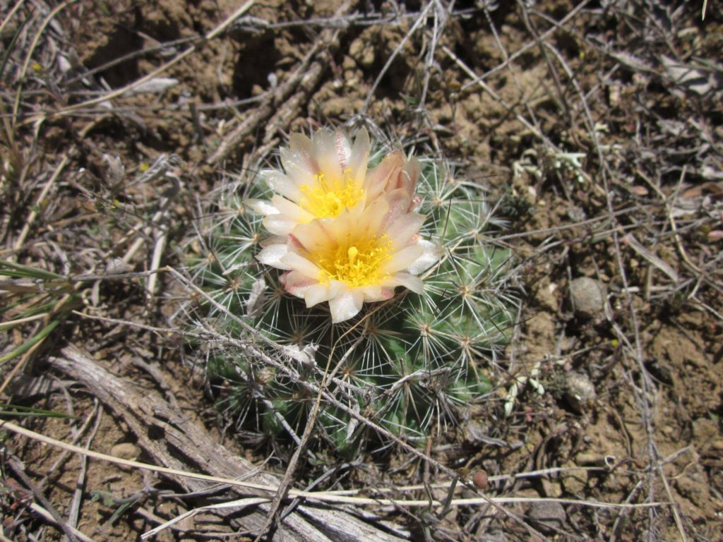 Strategic Habitat Identification & Modeling