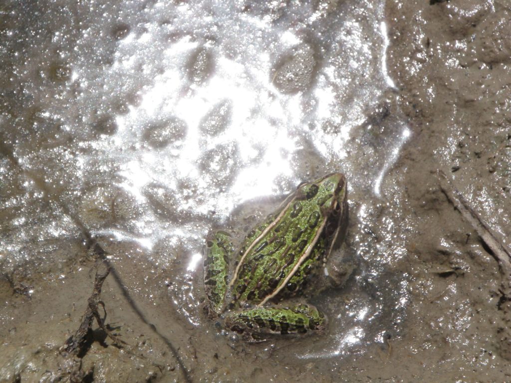 Wildlife Surveys & Monitoring