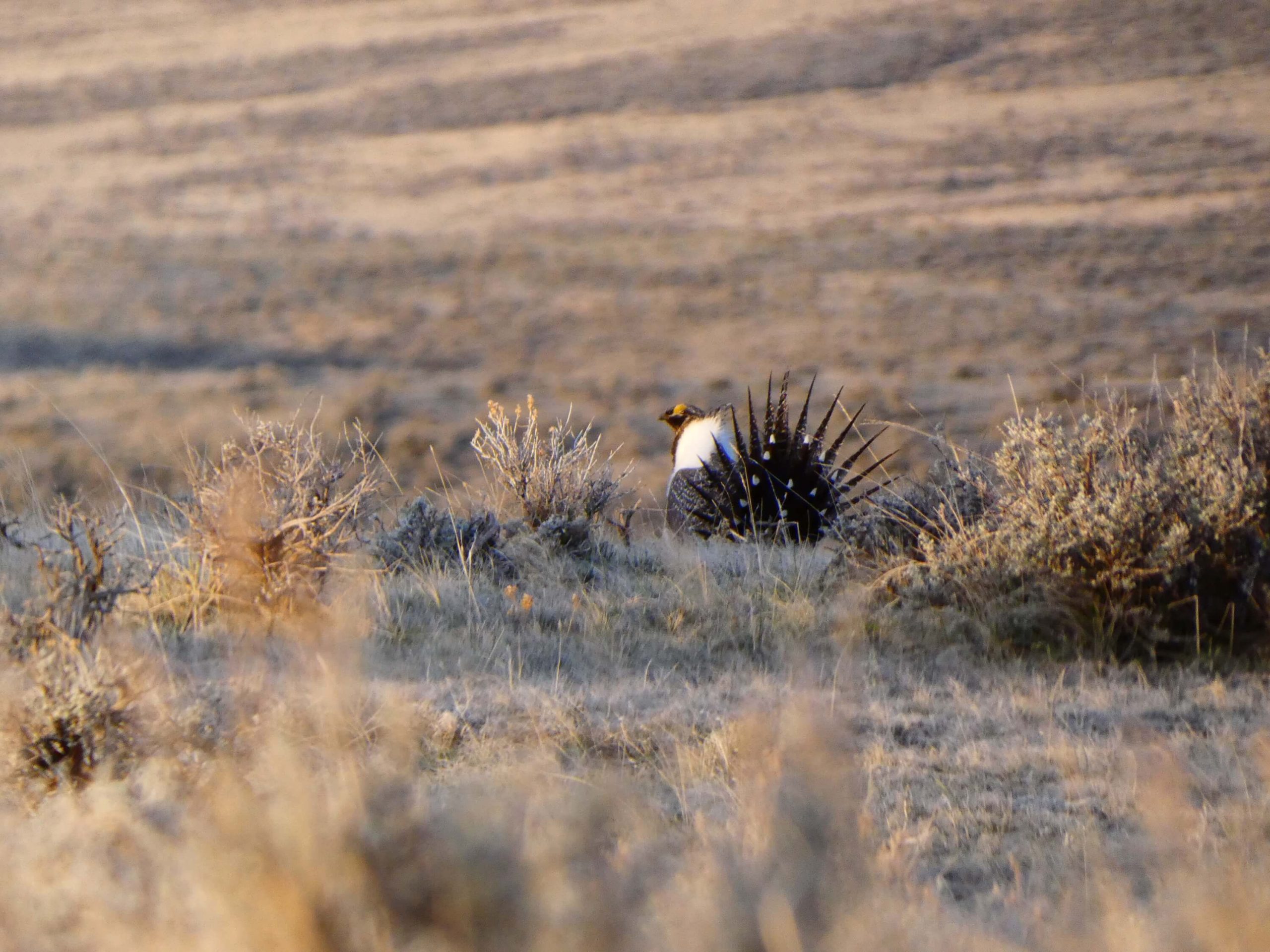 Grouse in a field