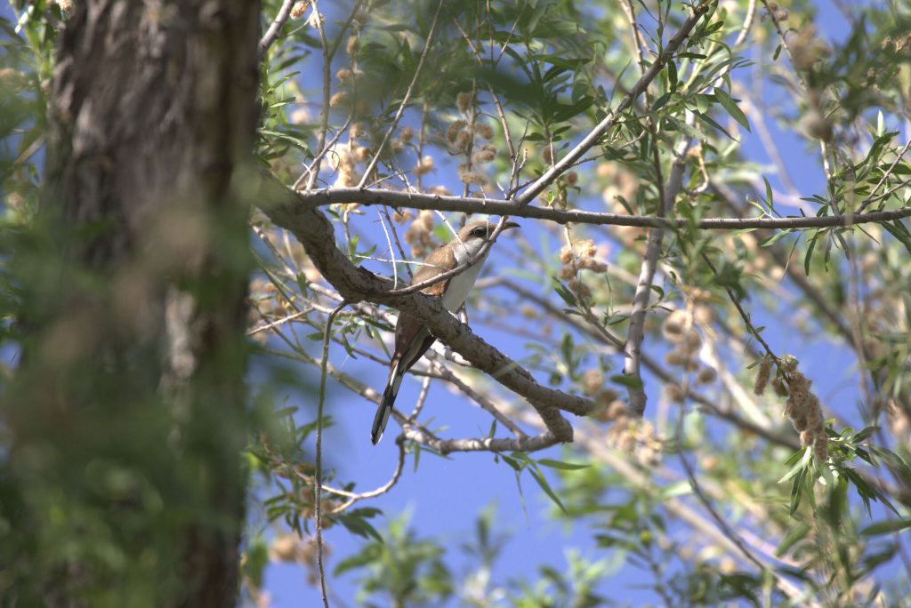 Wildlife Monitoring & Regulatory Compliance