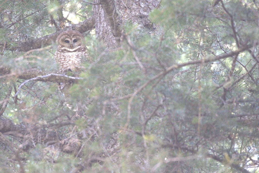 Targeted Threatened and Endangered Species Surveys