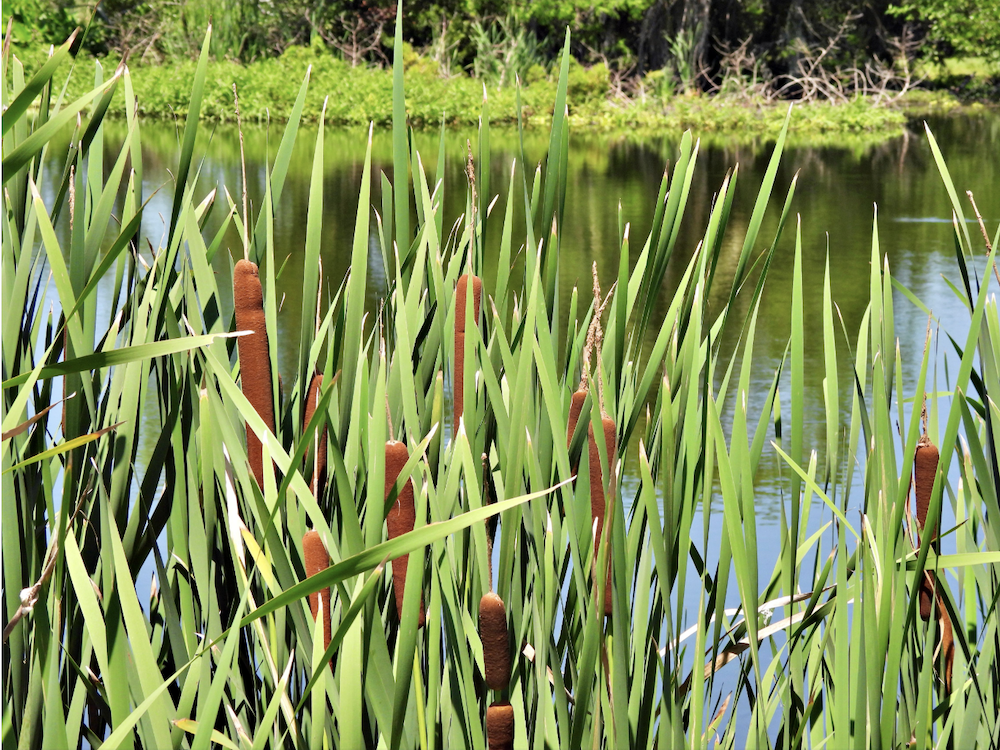 Does Your Project Require a Wetland Delineation?