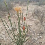 Allred’s flax