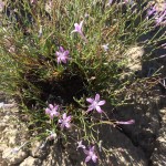 survey for sensitive plant