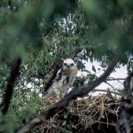 Eagle Depredation, Nest Take, and Non-Purposeful Take Permits