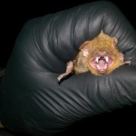 Bird and Bat Conservation Regulatory Compliance
