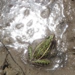 Amphibians and reptiles wildlife survey