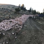 Integrated Weed Management Strategies for Successful Reseeding Programs