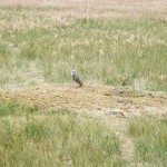 Specialized Wildlife Services