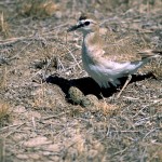 USFWS Survey Permits