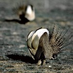 Land-based Wind Energy Guidelines