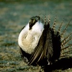 Wildlife surveys