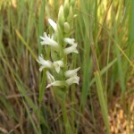 sensitive plants survey