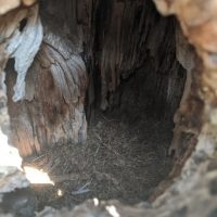 Specialized Wildlife Services