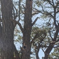 Wildlife Monitoring and Surveys