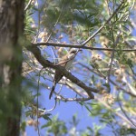 Photo Credit: Kristen Oliver, Wildlife Biologist