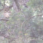 Photo Credit: Kristen Oliver, Wildlife Biologist